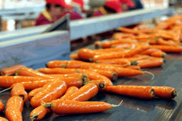 lavorazione carote