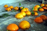 lavaggio arance in acqua